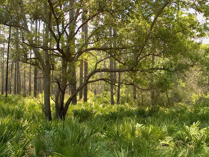 Suwannee Canal — Okefenokee Swamp