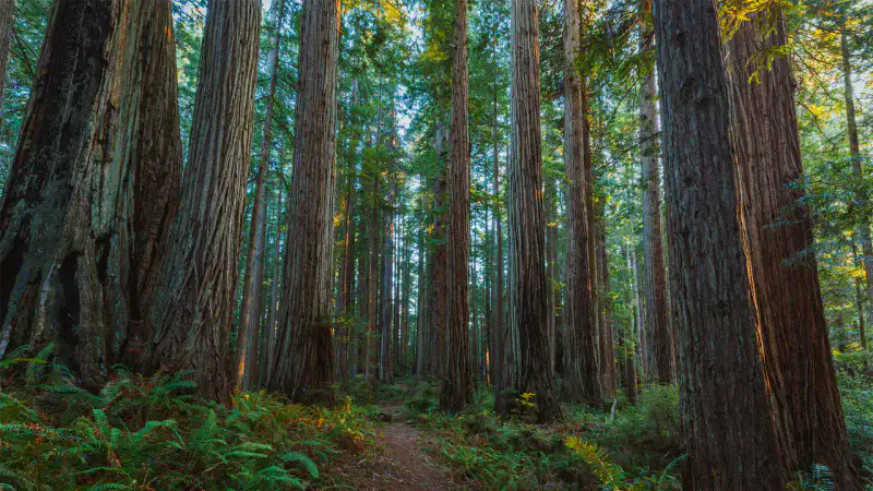 Prairie Creek Redwoods - Redwood National and State Parks