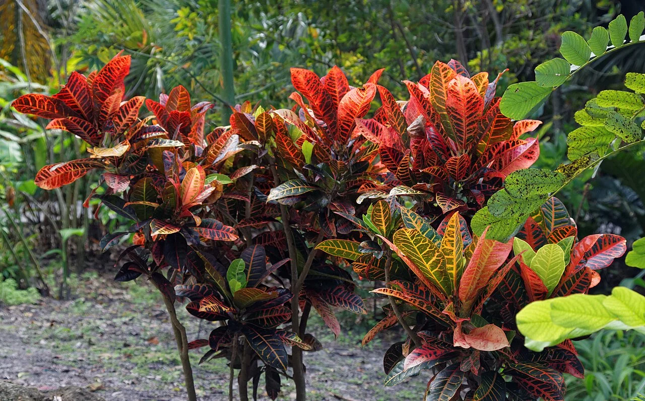 Harry P. Leu Gardens